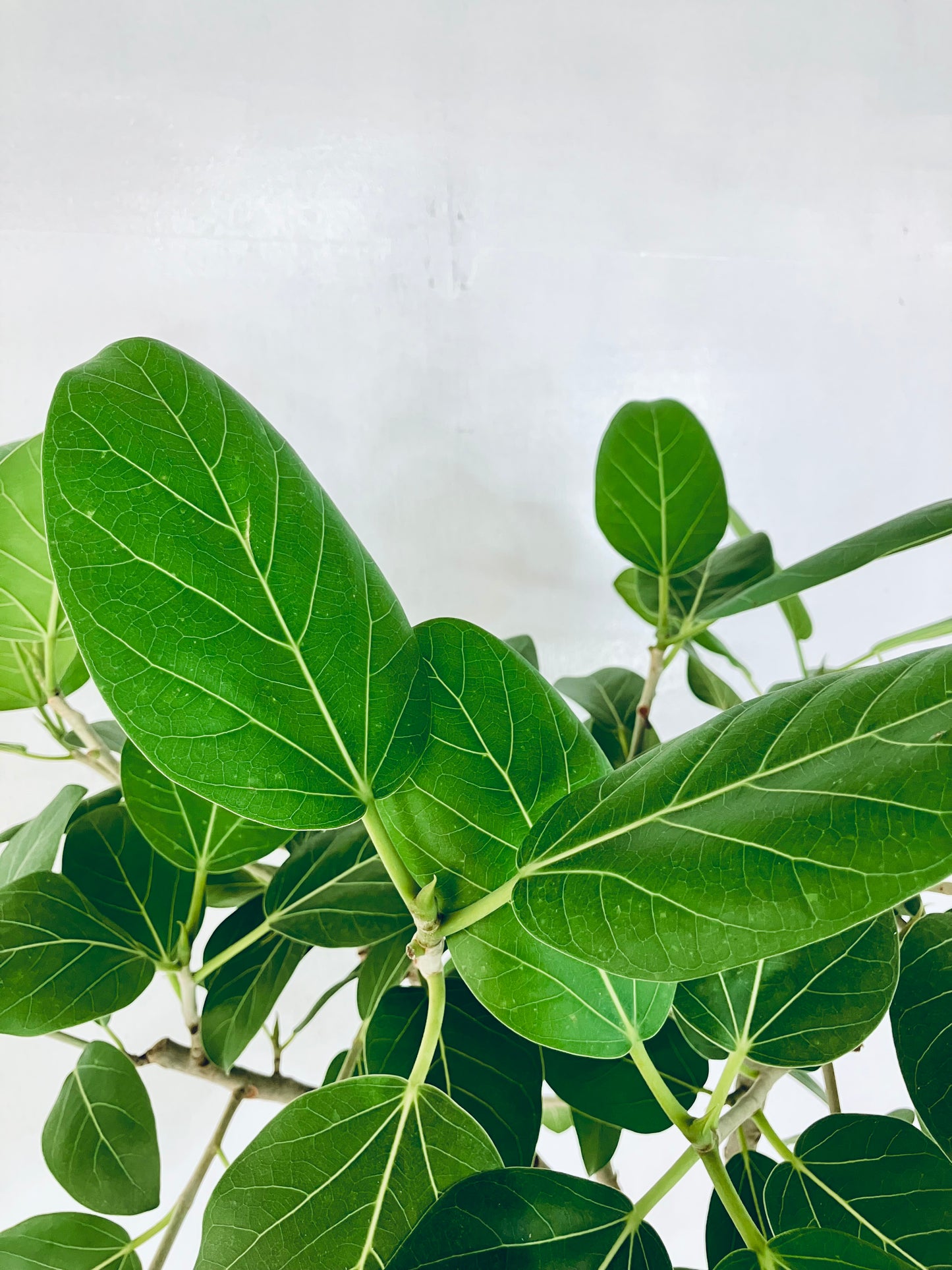 現品商品@2 ベンガレンシス 10号(高さ:170cm、幅:83cm)