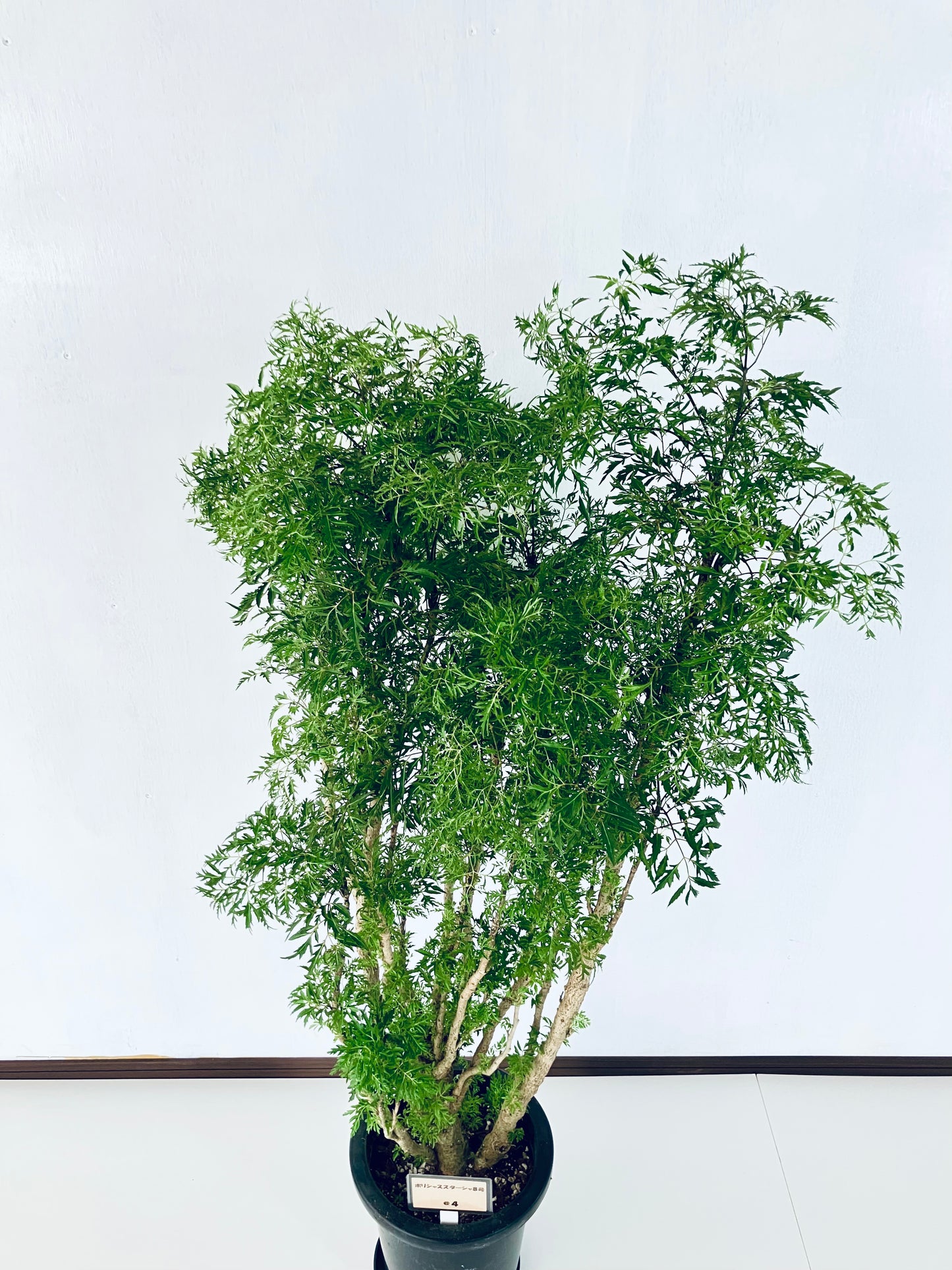 現品商品@4 ポリシャス・スターシャ 8号 Мサイズ(高さ:130cm、幅:70cm)
