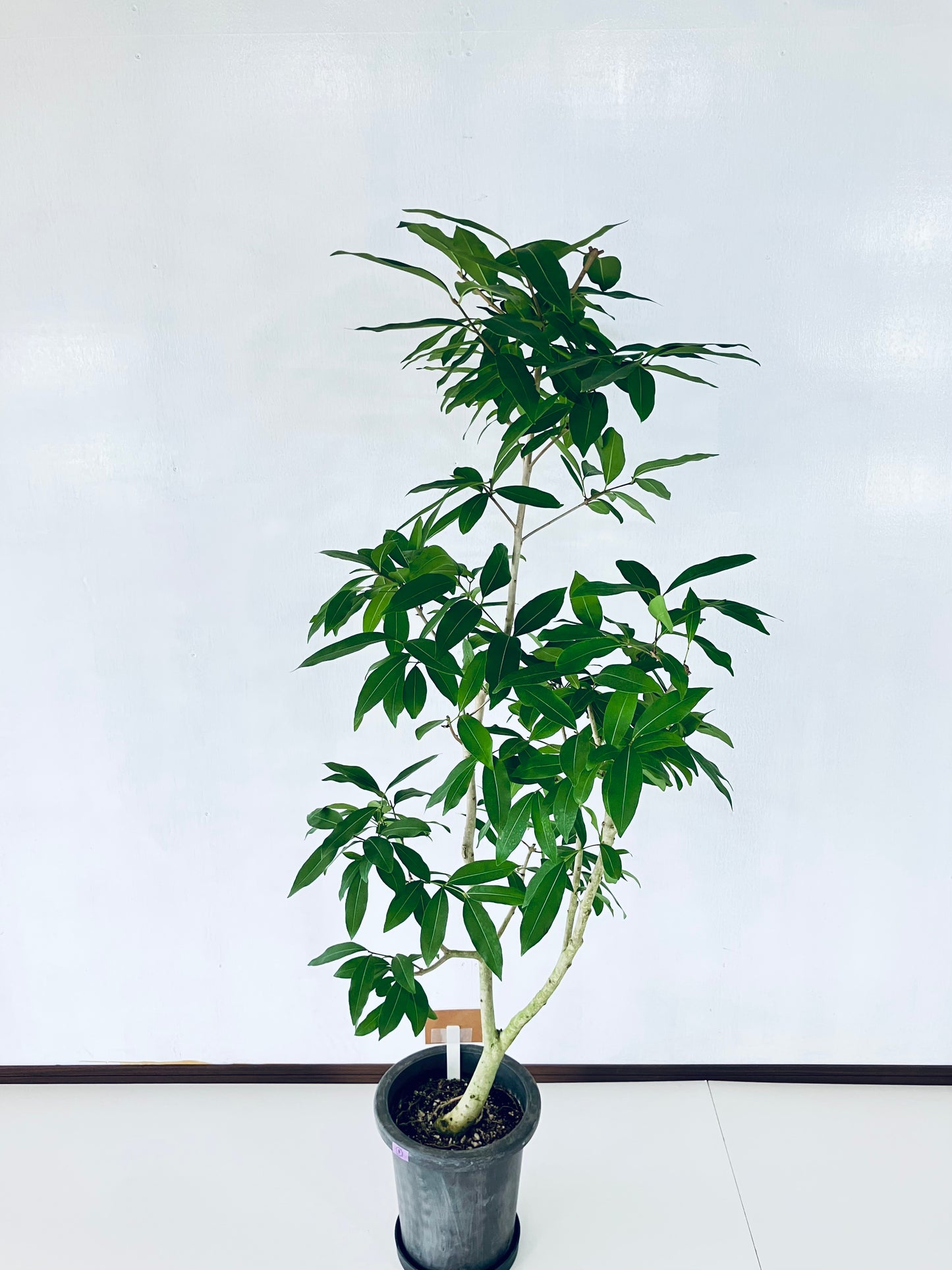 現品商品@5 アマゾンオリーブ 8号(高さ:150cm、幅:70cm)