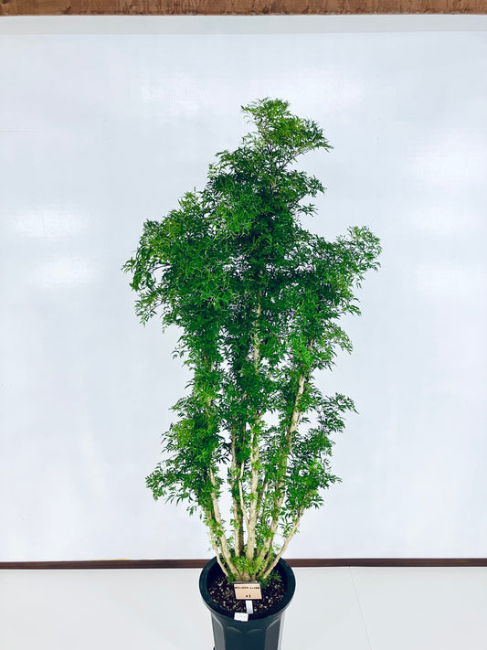 現品商品@1 ポリシャス・スターシャ 10号(高さ:176cm、幅:65cm)