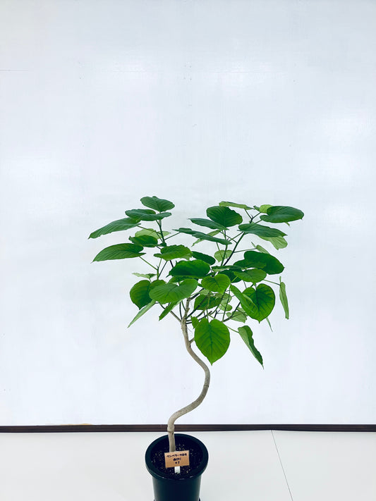 現品商品@1 ウンベラータ 8号 曲がりМ(高さ:123m、幅:93cm)