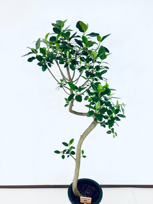 現品商品@1 フランスゴム 10号(高さ:177cm、幅:70cm)