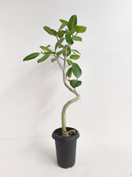 現品商品@1 ベンガレンシス 6号(高さ:97cm、幅:52cm)