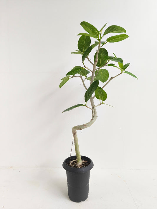 現品商品@1 ベンガレンシス 6号(高さ:97cm、幅:52cm)