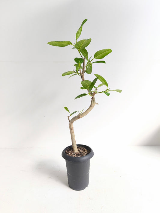 現品商品@1 ベンガレンシス 6号(高さ:91cm、幅:48cm)