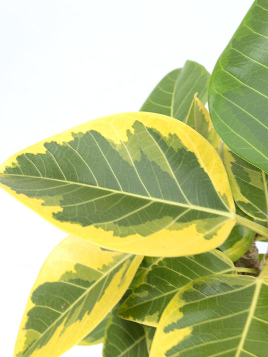 観葉植物ギフトLサイズ アルテシマ【沖縄向け】