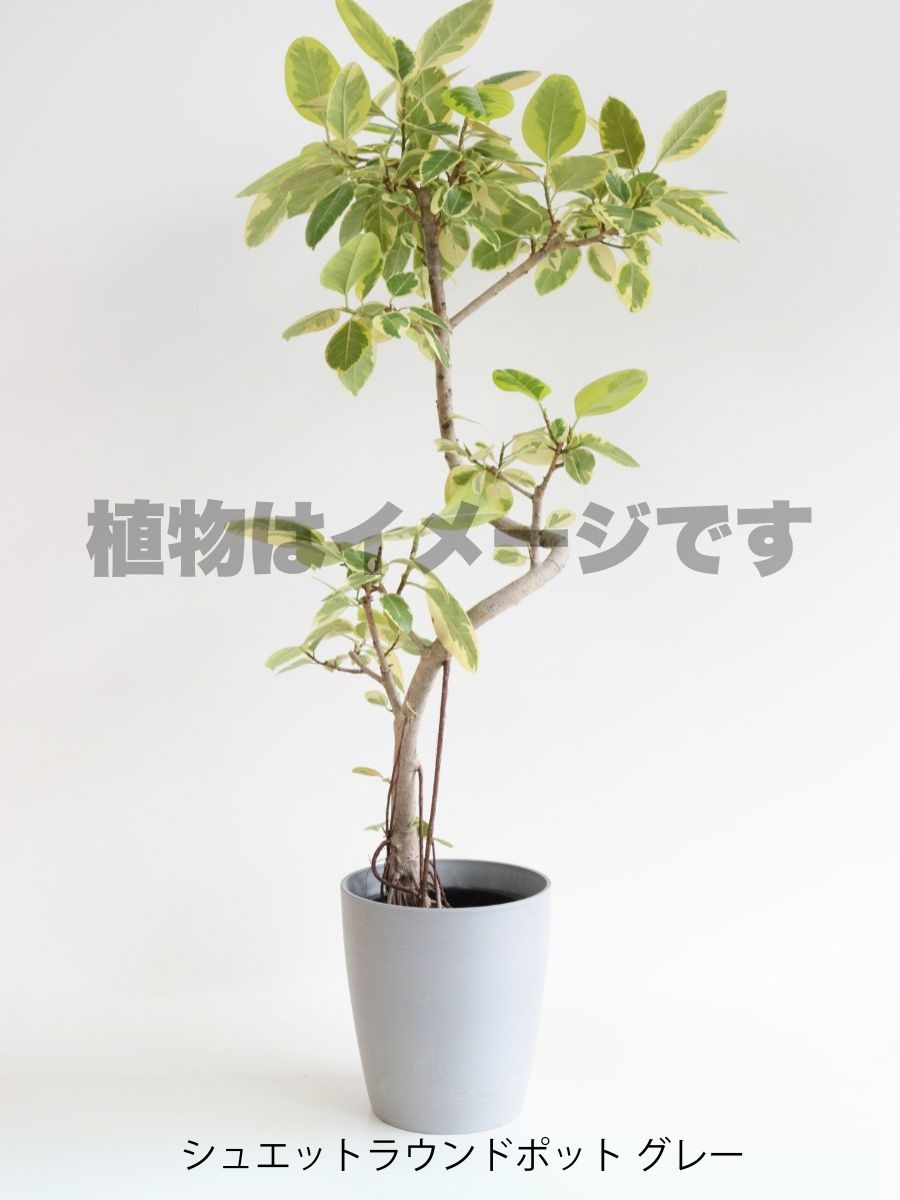 現品商品@1 アルテシマ 10号(高さ:175cm 幅:80cm)