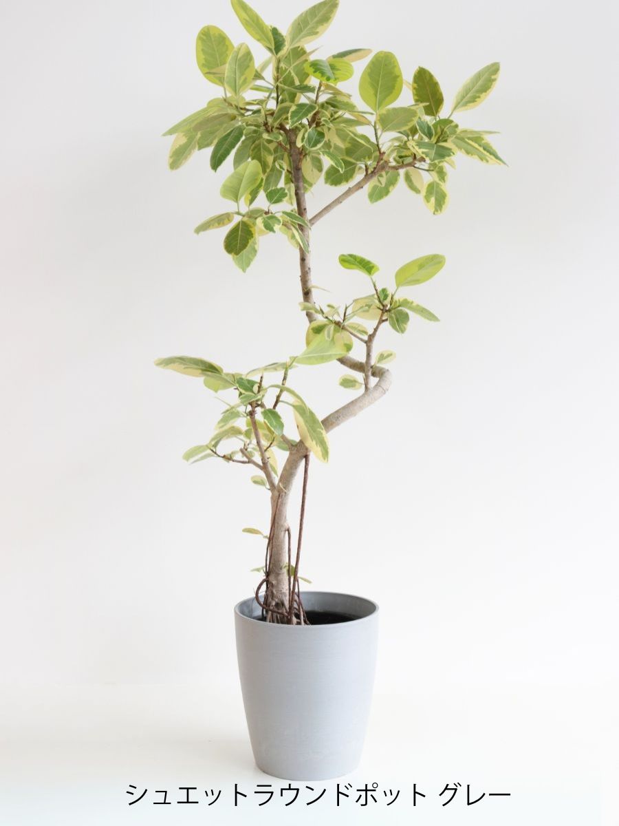 アルテシマ 10号 曲がり