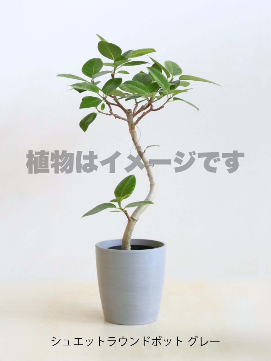 現品商品@4 アルテシマ 6号(高さ:88cm、幅:45cm)