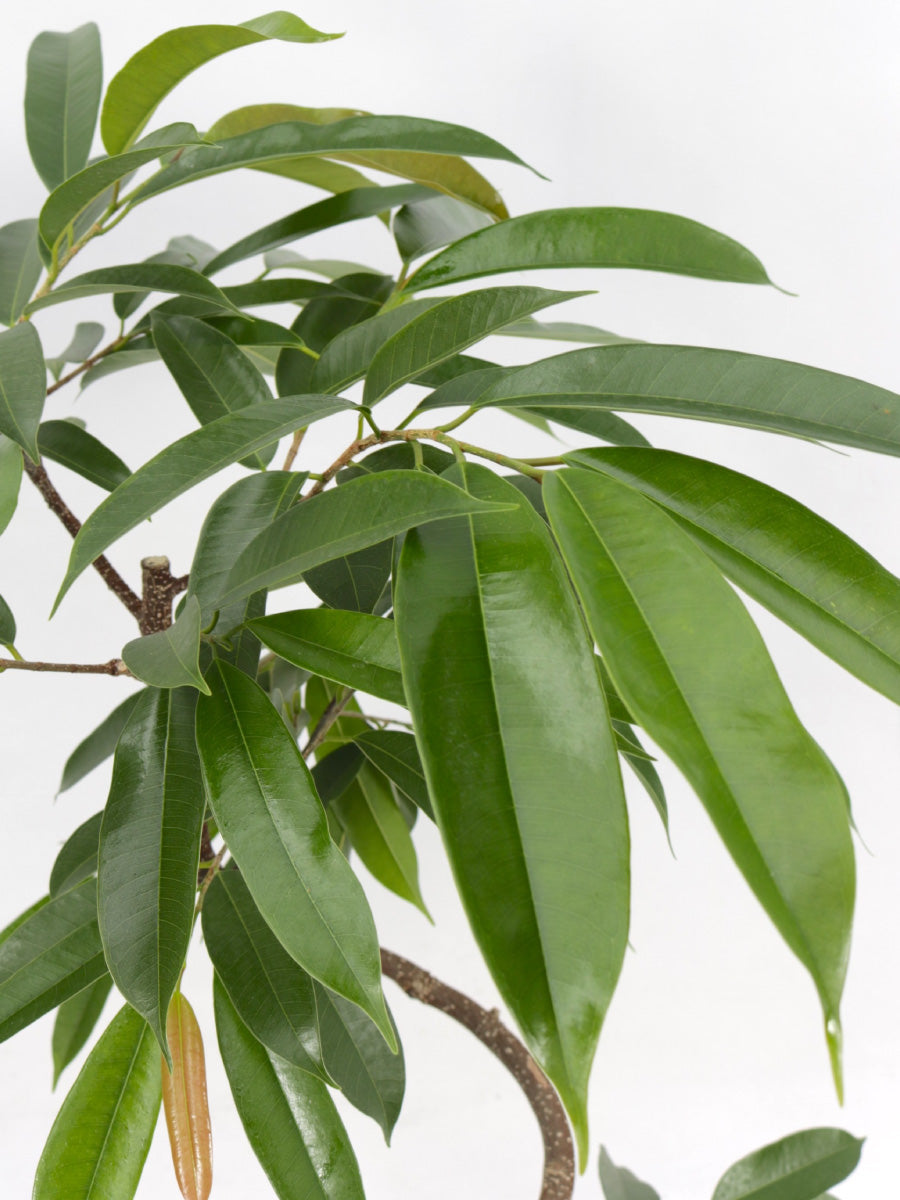 枝垂れる葉が美しい