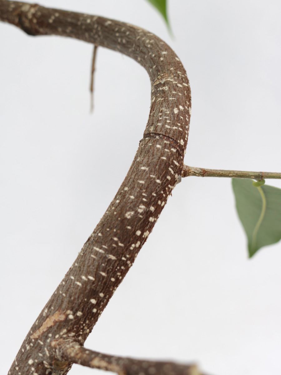 アムステルダム 6号 曲がり