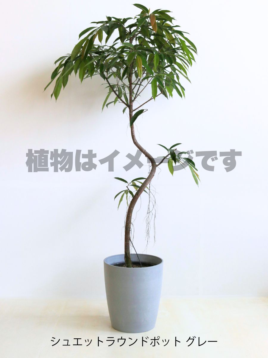 現品商品@2 アムステルダム 10号(高さ:183cm、幅:100cm)