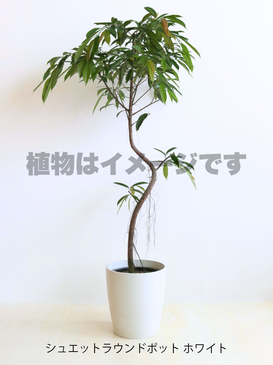 現品商品@2 アムステルダム 10号(高さ:183cm、幅:100cm)