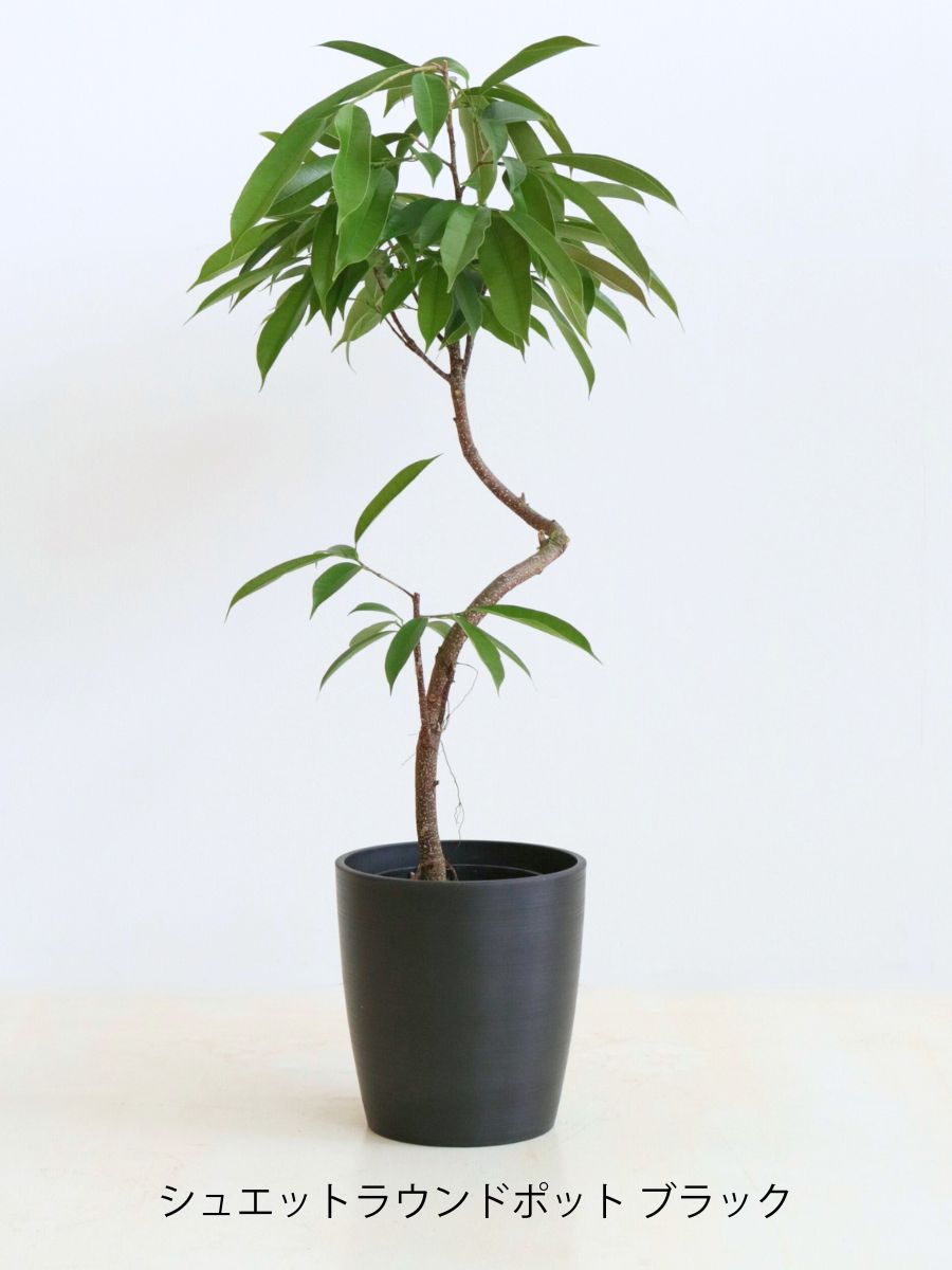 アムステルダム 6号 曲がり