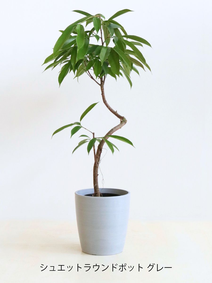 アムステルダム 6号 曲がり