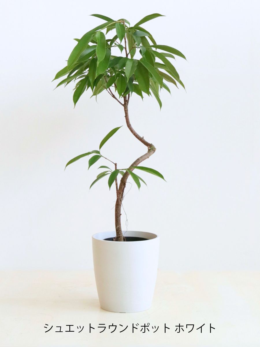 アムステルダム 6号 曲がり