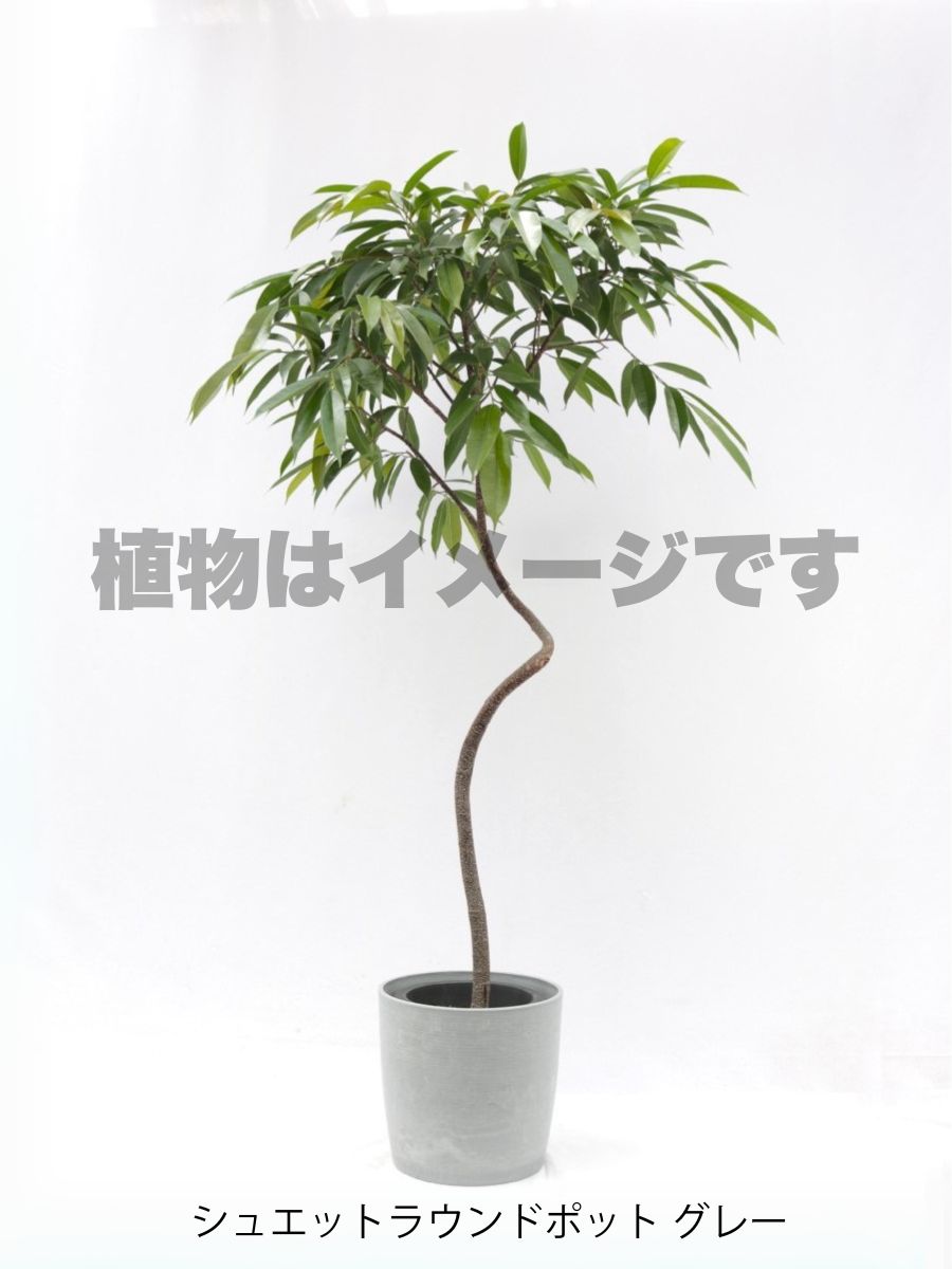 現品商品@11 アムステルダム 8号(高さ:155cm、幅:74cm)