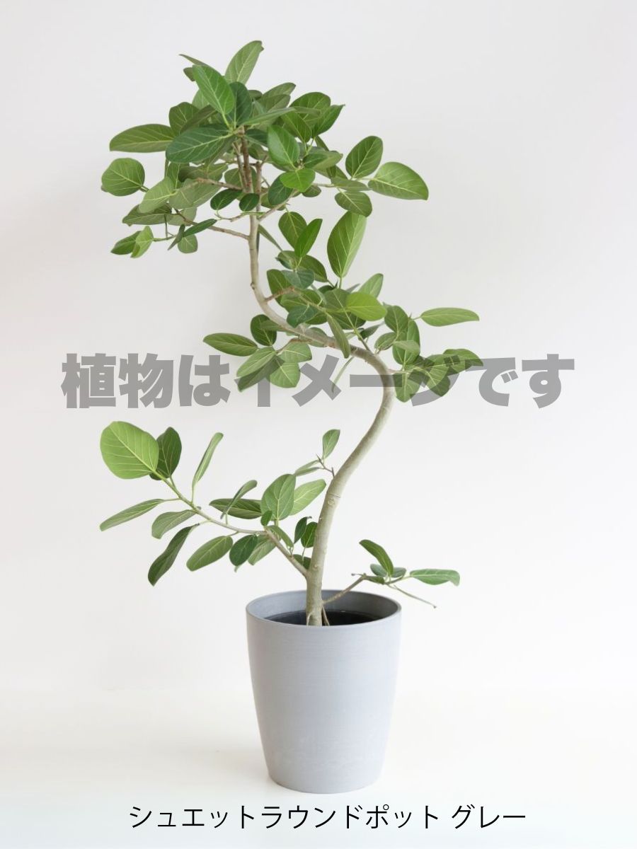 現品商品@1 ベンガレンシス 10号(高さ:173cm、幅:95cm)