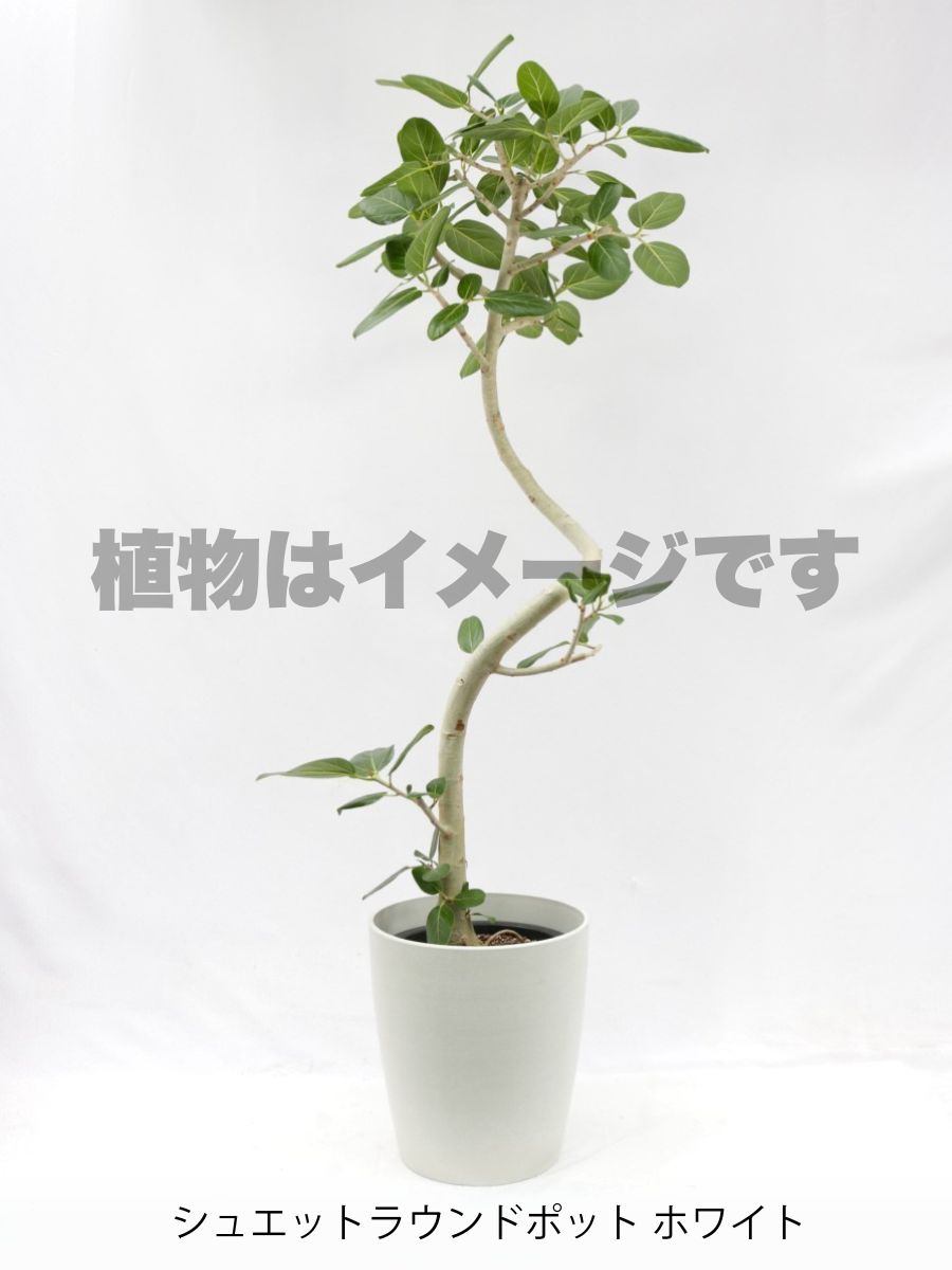 現品商品@2 ベンガレンシス 10号(高さ:170cm、幅:83cm)