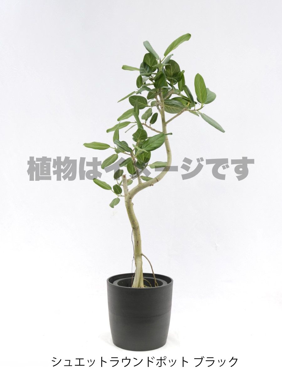 現品商品@1 ベンガレンシス 8号(高さ:148cm、幅:73cm)