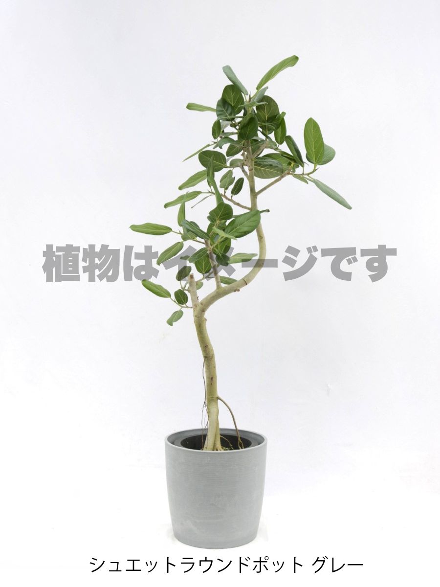 現品商品@8 ベンガレンシス 8号(高さ:146cm、幅:56cm)