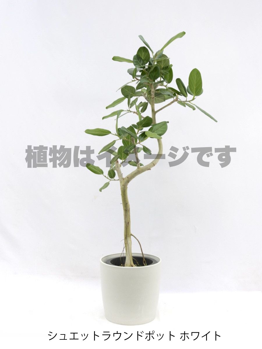 現品商品@1 ベンガレンシス 8号(高さ:148cm、幅:73cm)