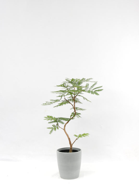 観葉植物ギフトSサイズ【沖縄向け】