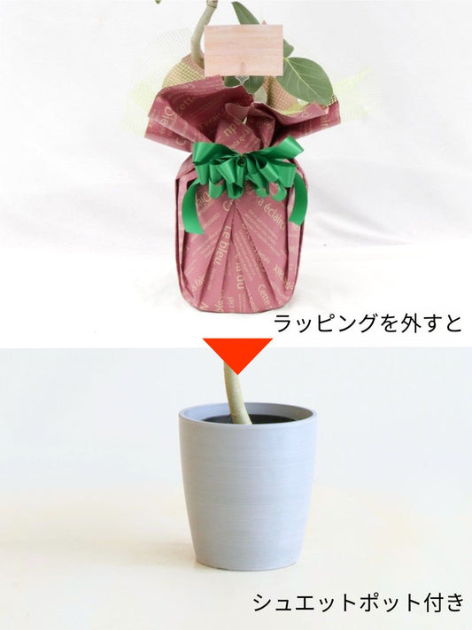 観葉植物ギフトSサイズ ウンベラータ【沖縄向け】