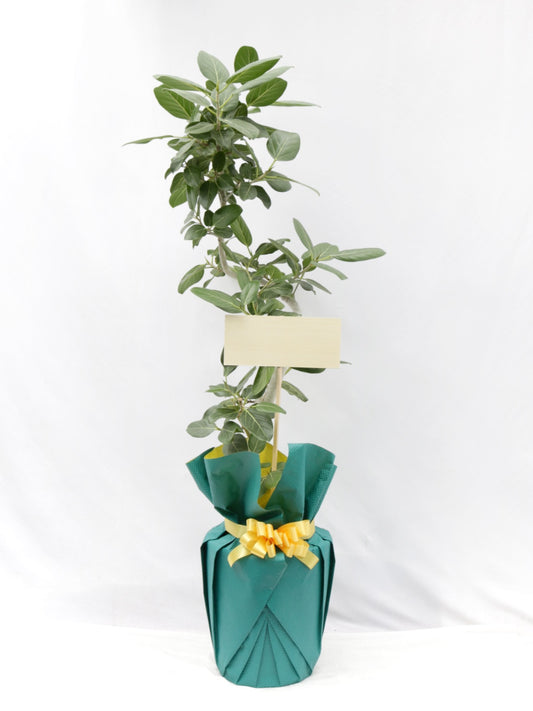観葉植物ギフトLサイズ 品種おまかせ【沖縄向け】