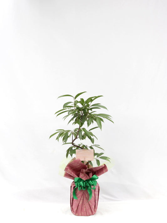 観葉植物ギフトSサイズ 品種おまかせ【沖縄向け】