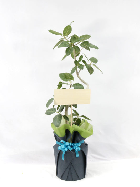 観葉植物ギフトMサイズ 品種おまかせ【沖縄向け】