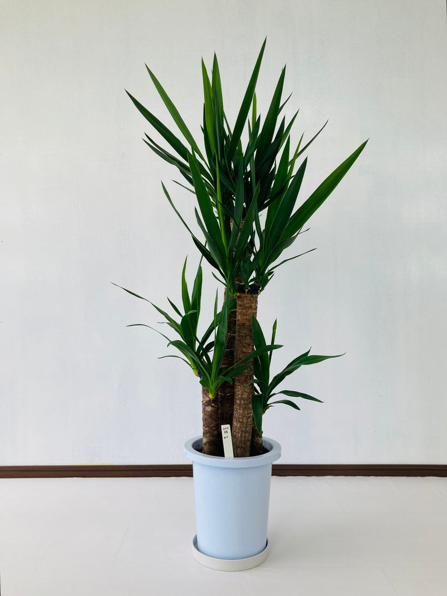 ユッカ 朴 高さ約100㎝ 8寸 - 観葉植物