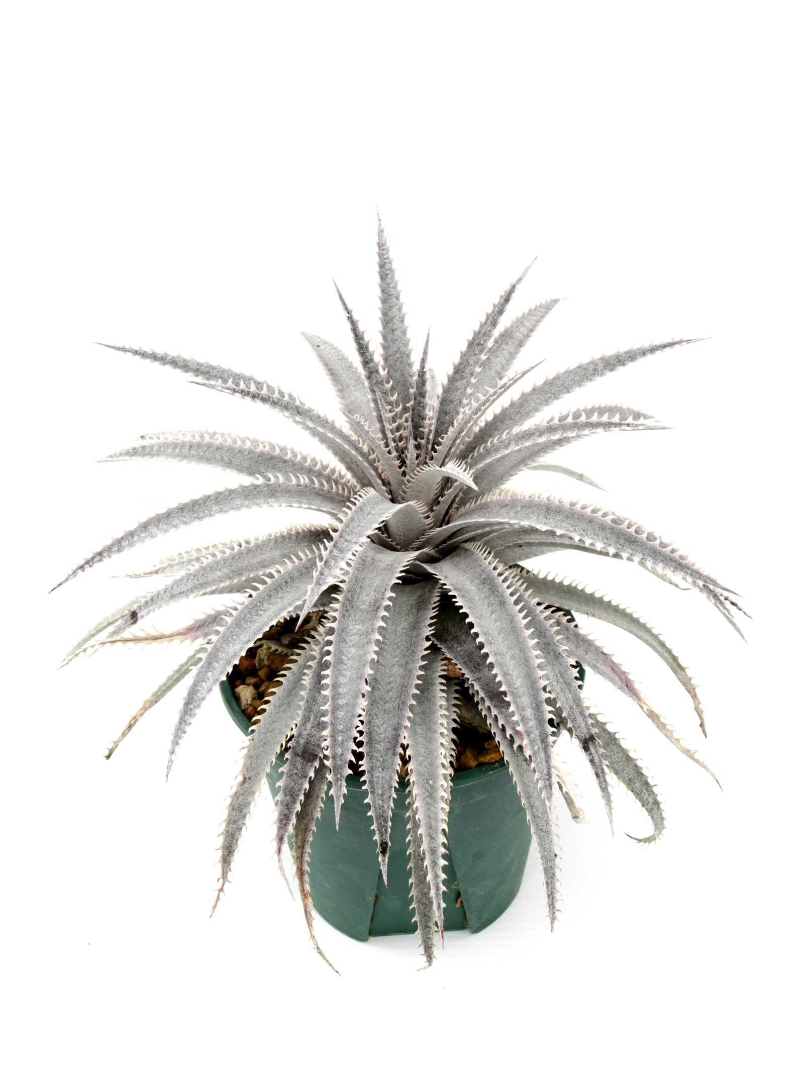 ディッキア Dyckia Code NW-42 Bill Baker - インテリア小物