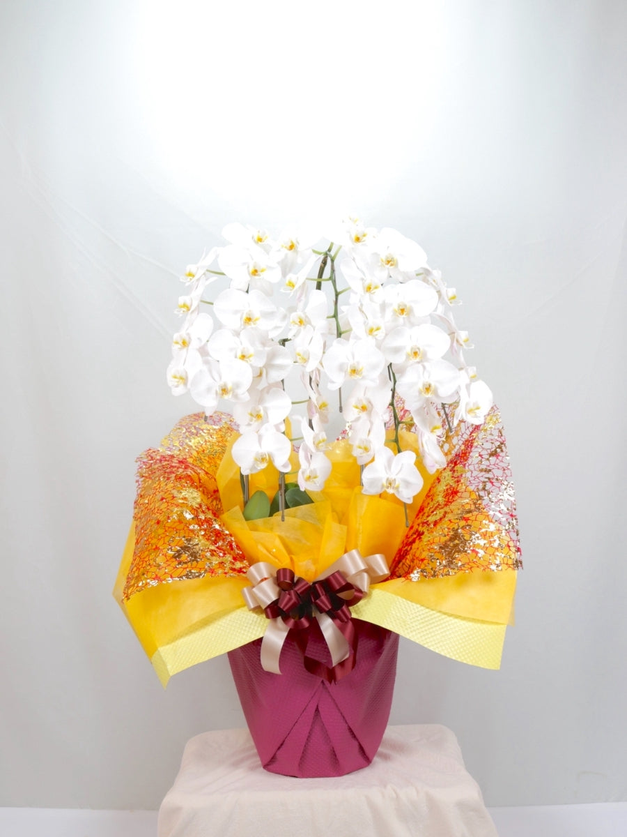 胡蝶蘭 大輪 白 5本立ち 40輪〜45輪前後【お花Plus】