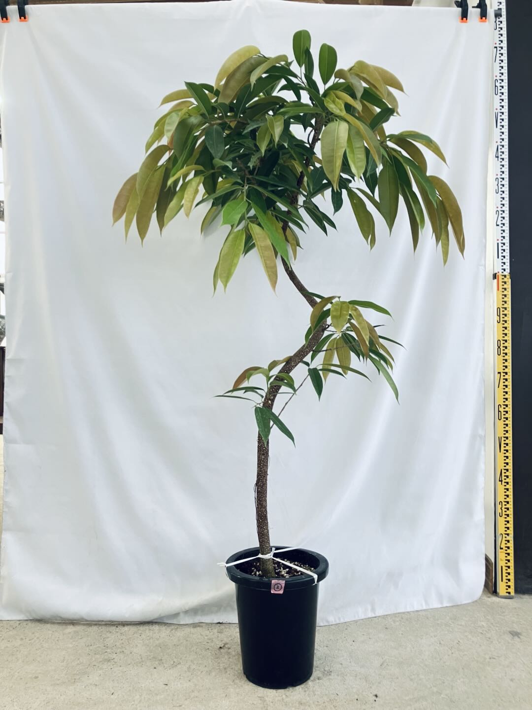 現品商品@2 アムステルダム 8号(高さ:146cm、80cm)