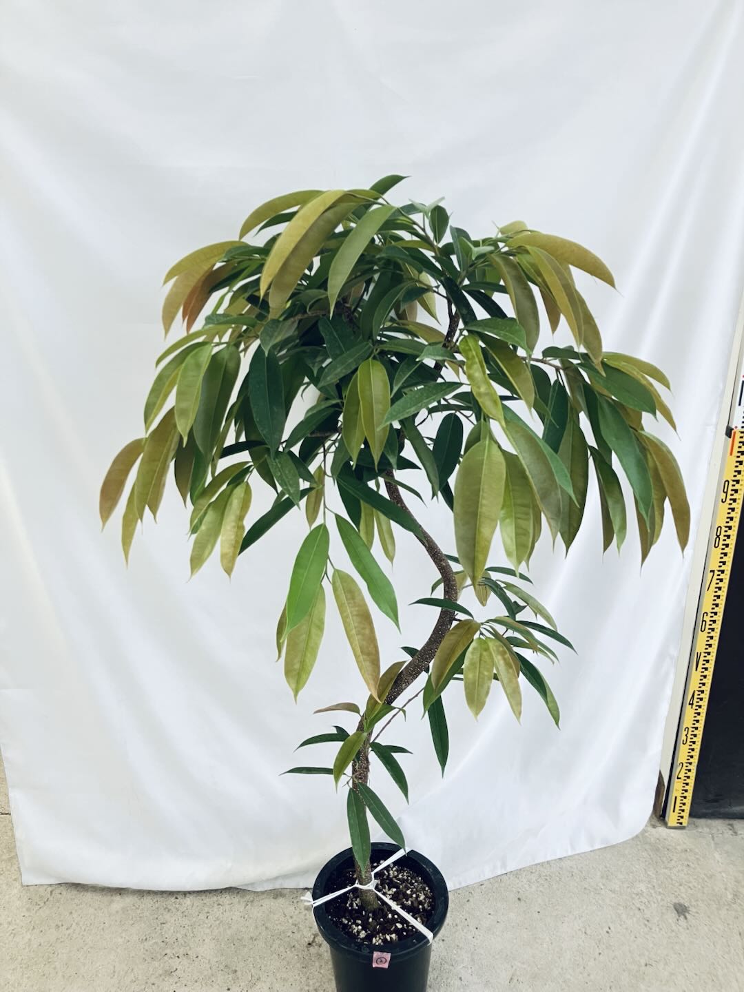 現品商品@2 アムステルダム 8号(高さ:146cm、80cm)