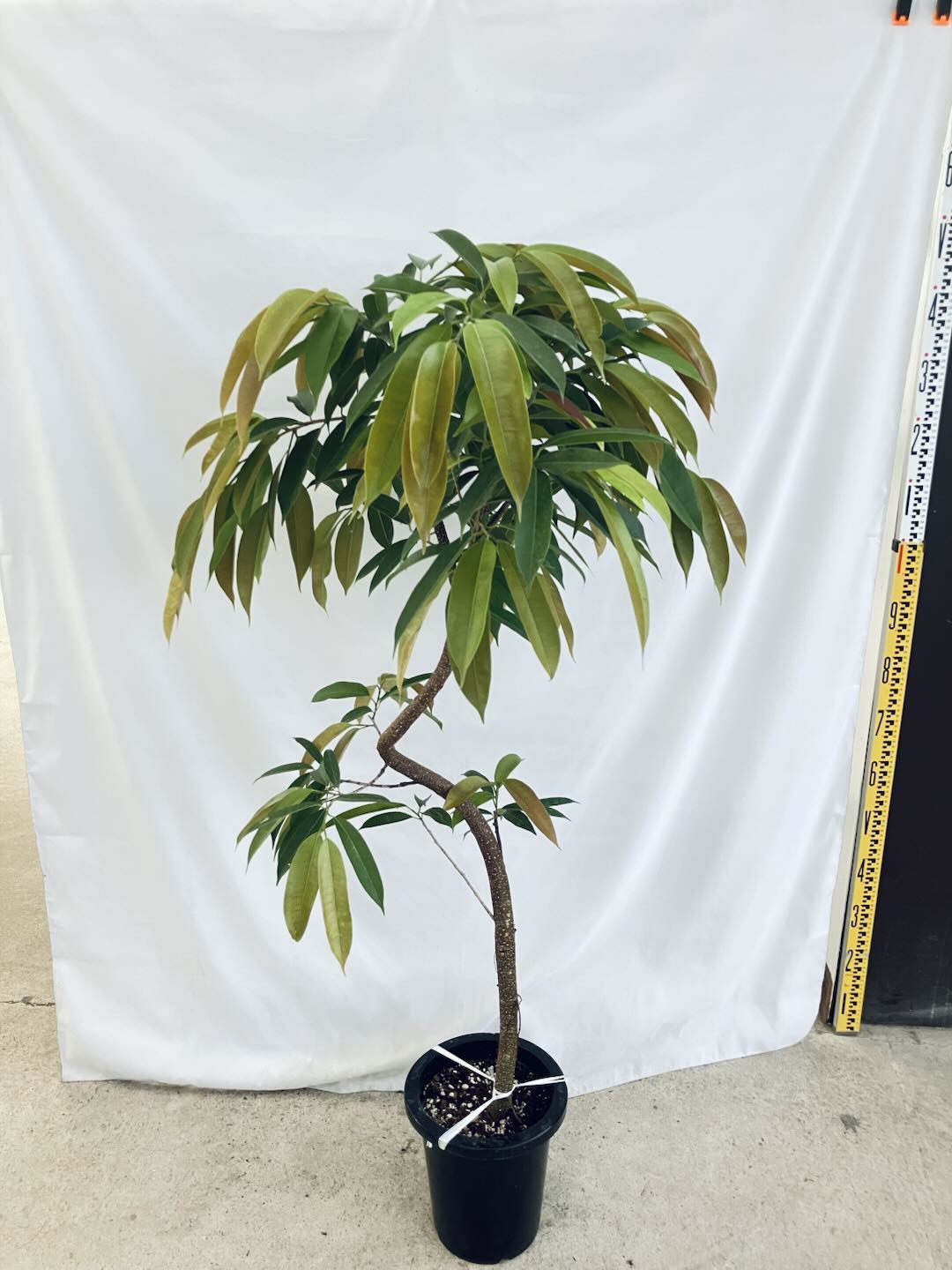 現品商品@2 アムステルダム 8号(高さ:146cm、80cm)