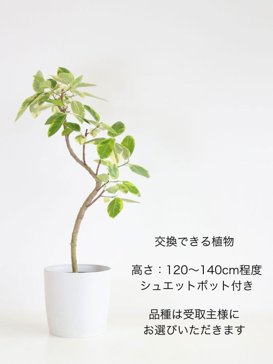 胡蝶蘭 大輪 白 6本立ち 60輪〜66輪前後【お花Plus】