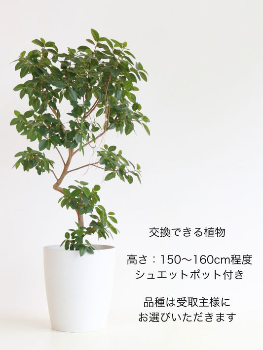 胡蝶蘭 大輪 白 8本立ち 80輪〜88輪前後【お花Plus】