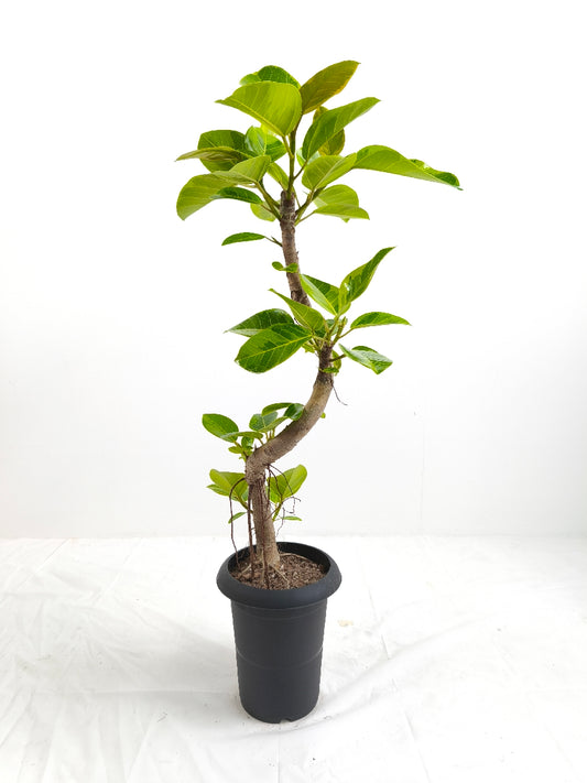 現品商品@9 アルテシマ 6号(高さ:89cm、幅:50cm)