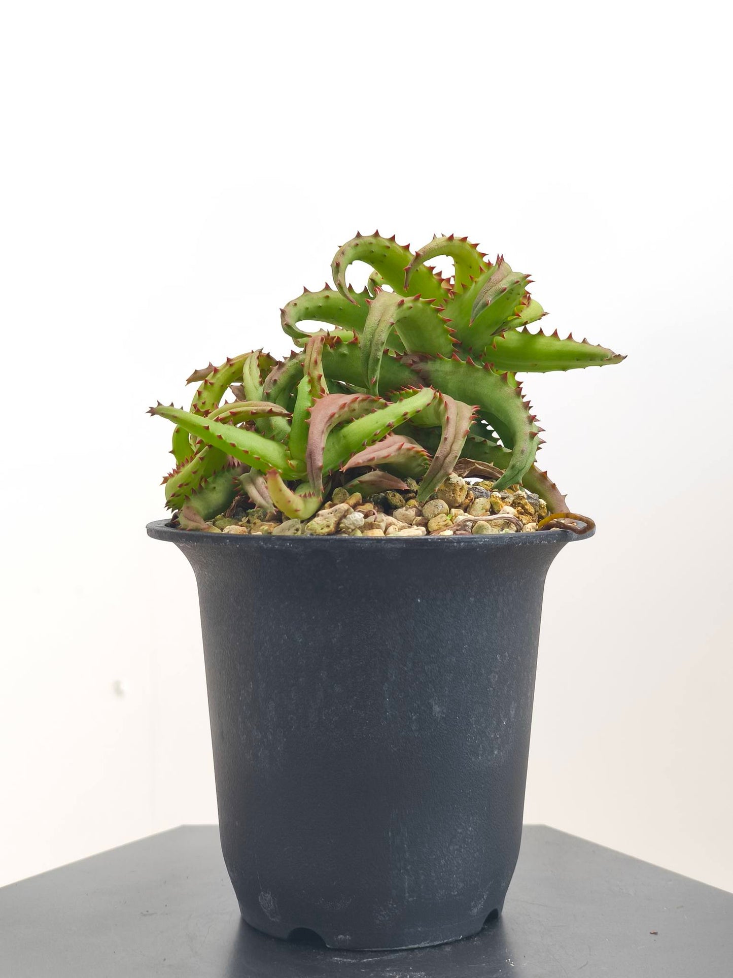 現品商品@1 アロエ・カスティロニアエ 4号(高さ:19cm、幅:15cm)