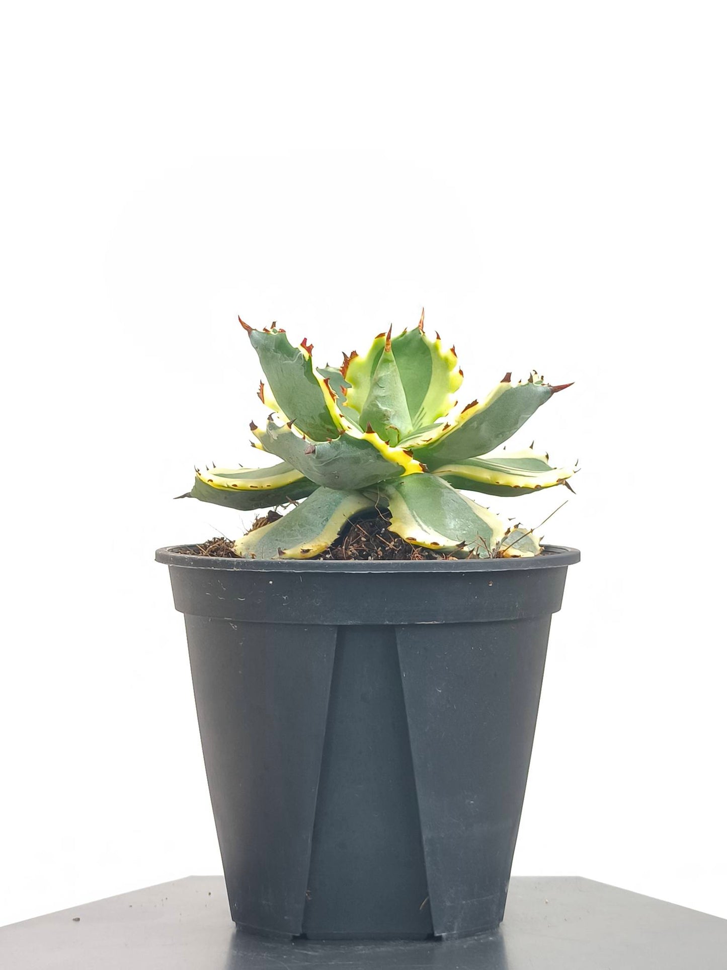 現品商品@3 アガベ”兜蟹錦” 4号(高さ:18.5cm、幅:12cm)