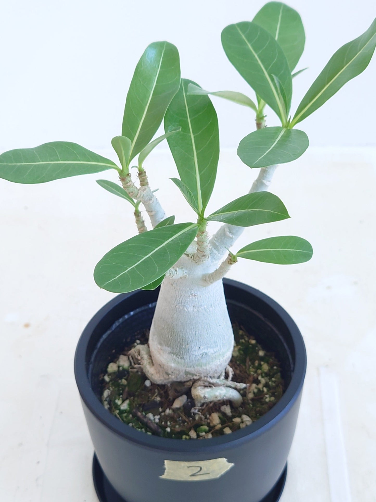 現品商品@2 アデニウム 4号(高さ:31cm、幅:20cm)【同梱可能商品-沖縄発送】