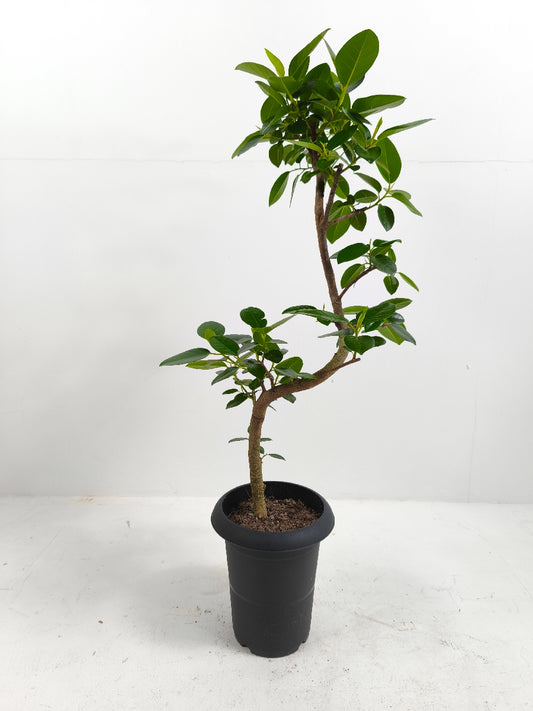 現品商品@1 フランスゴム 6号(高さ:85cm、幅:33cm)