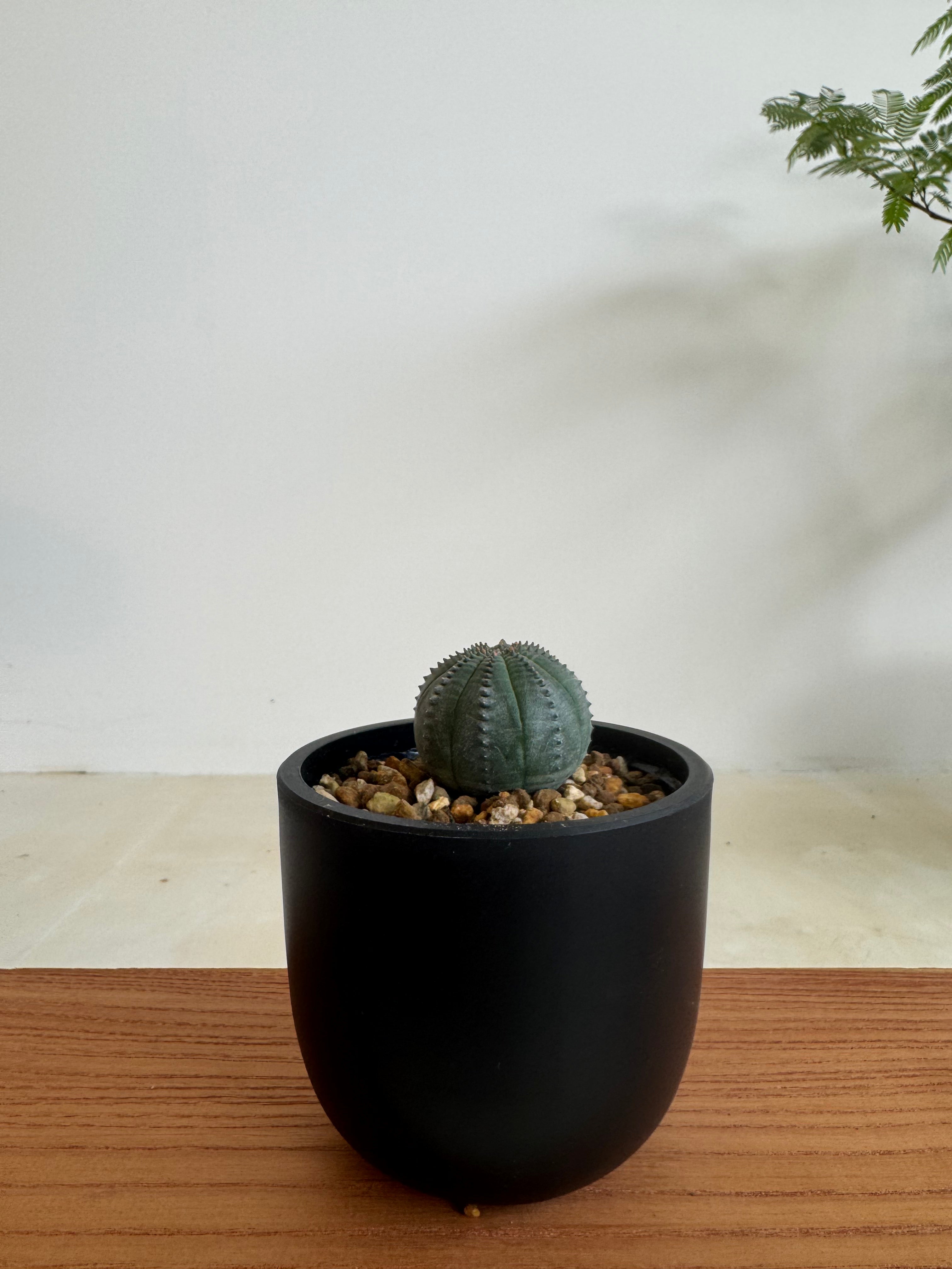 ユーフォルビア・オベサの現品商品 | 観葉植物通販AONOKI（あお