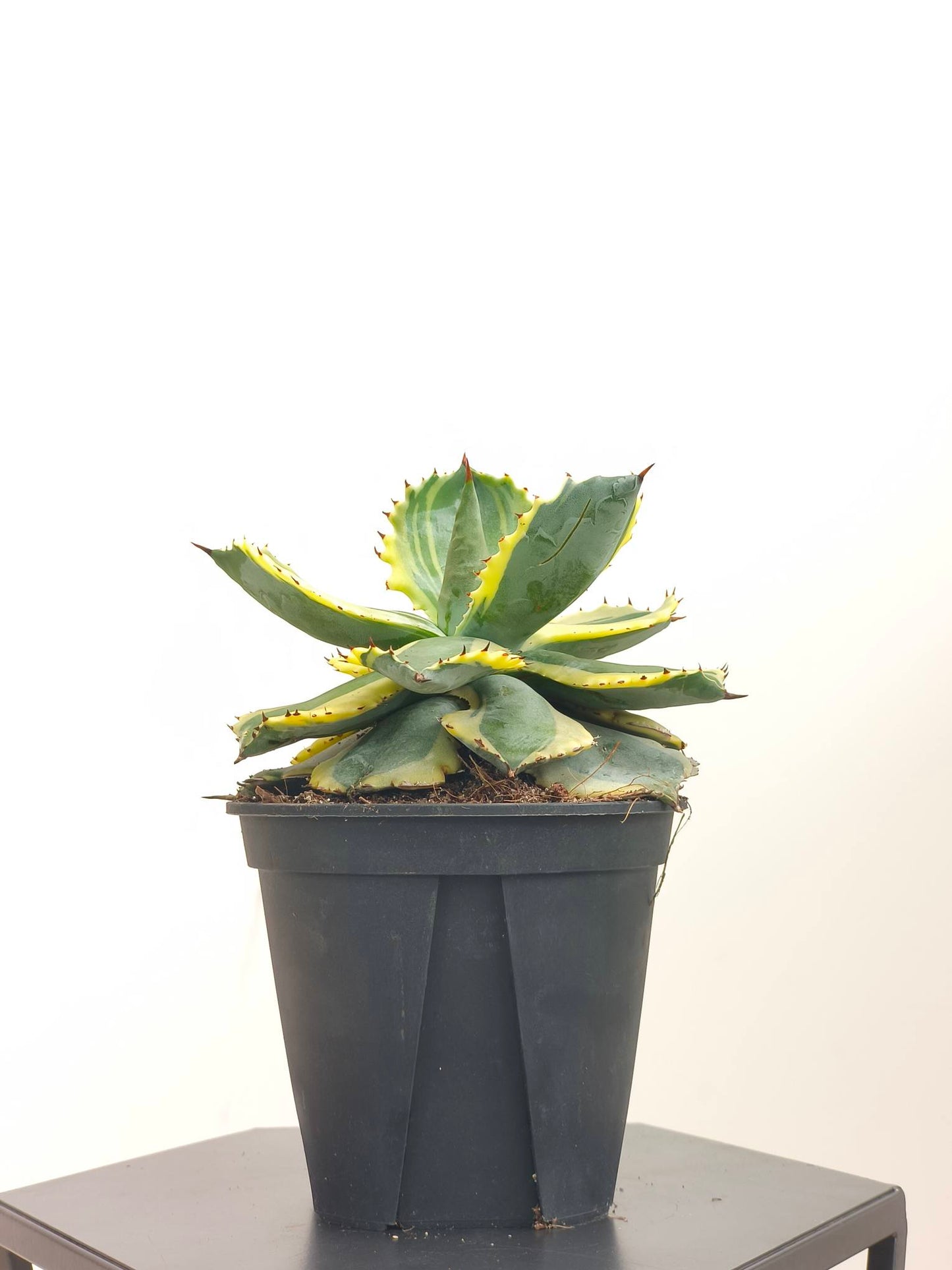 現品商品@1 アガベ”兜蟹錦” 4号(高さ:20cm、幅:15cm)