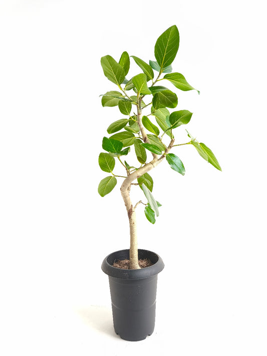 現品商品@6 ベンガレンシス 6号(高さ:81cm、幅:40cm)