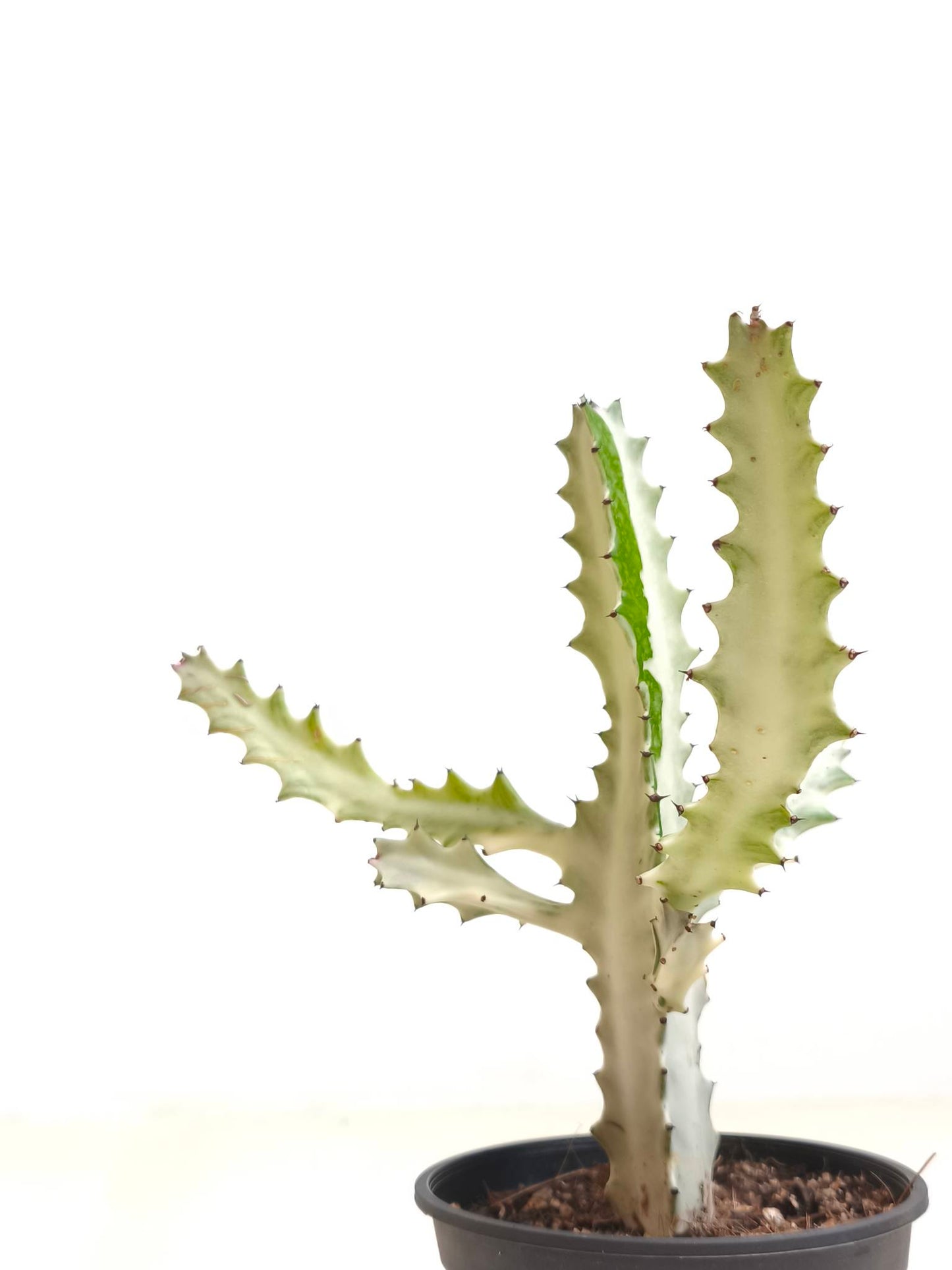 現品商品@2 ユーフォルビア・ホワイトゴースト4号(幹高:20.5cm、幅:24cm)【同梱可能】