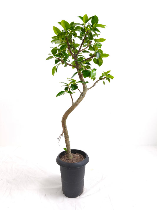 現品商品@6 フランスゴム 6号(高さ:94cm、幅:33cm)