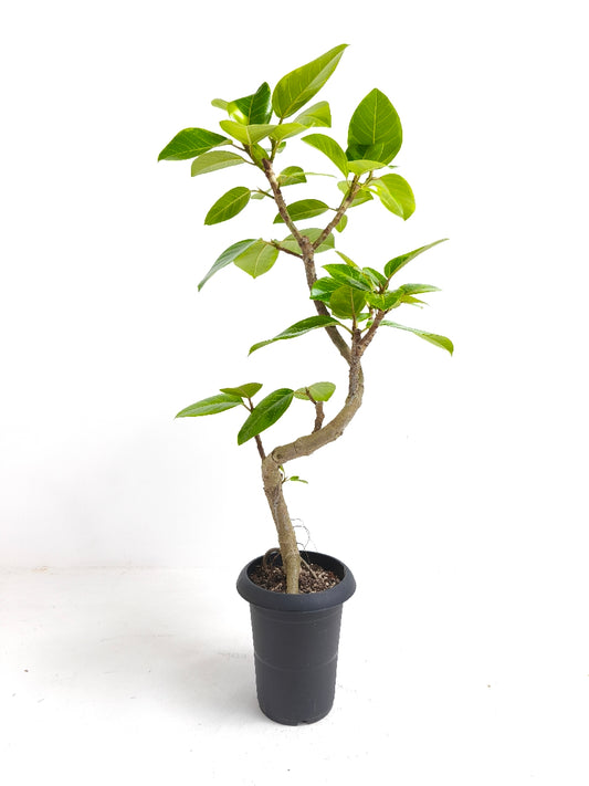 現品商品@1 アルテシマ 6号(高さ:94cm、幅:49cm)